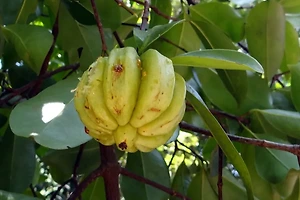 체지방 감소에 도움 되는 다이어트 보조제 TOP 5 썸네일