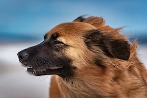 절개형과 비절개형 모발이식 비교 분석! 장단점 완벽 정리 썸네일