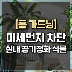 [홈 가드닝] 미세먼지 차단 해주는 실내 공기정화 식물 썸네일