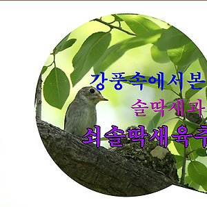 동영상(쇠솔딱새육추)2506-1
