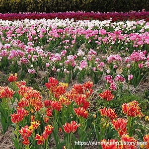 충남 아산 세계꽃식물원 : 봄나들이 꽃구경 가볼만한 곳