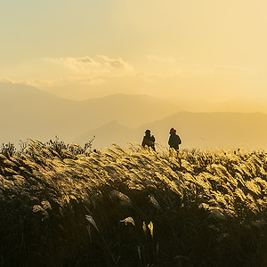 황매산가을(억새)2010-3