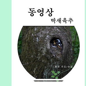 동영상(딱새육추)2505-1