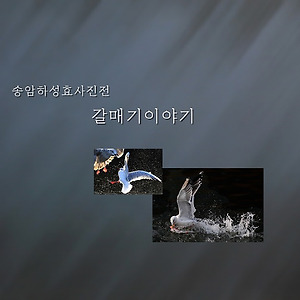 갈매기사진전