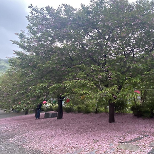 충남 천안 태조산 각원사 : 겹벚꽃 명소, 5월초 아름다운 낙화 풍경