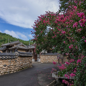 꽃이있는풍경2408-2