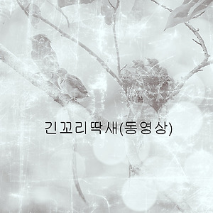 긴꼬리딱새(동영상)
