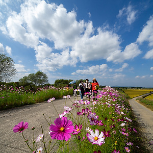 코스모스향기2010-3