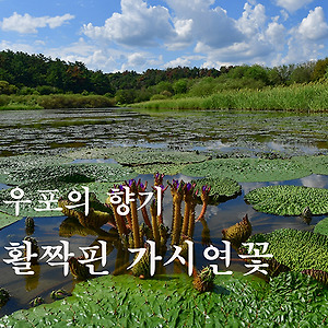 타임렉스(우포의향기)2410-1
