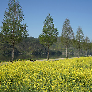 남지유채밭풍경1904-5
