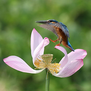물총새1808-9