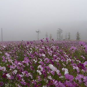 꽃이있는풍경1810-1