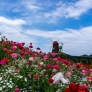 꽃이있는풍경1805-5