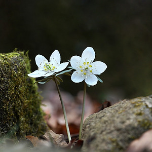 야생화(변산바람꽃)2002-2