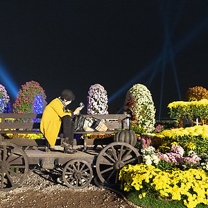 마산국화축제1811-3