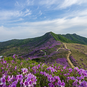 황매산의봄1905-3