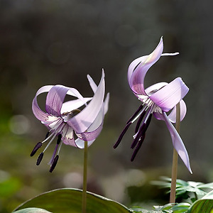 얼레지2003-3