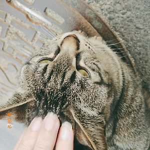 냥 + 쿠키