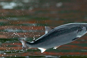 Salmon is 'WHITE'