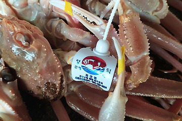 How to choose Good Quality Snow Crab (Opillio and Bairdi Crab) – Part 1 - Seafood Market Tips and Guide