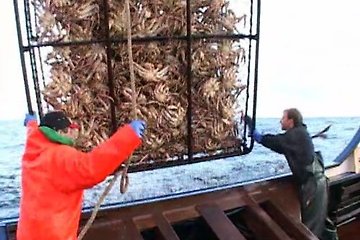 Facts of Snow Crabs – Why snow crab turned black, Organs to remove from snow crabs, Snow Crab Butter Snow Crab Intestines, Difference between red snow crab and snow crab