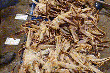 [Noryangjin Fish Market Guide] – The Midnight and Dawn Wholesale Market and Seafood Auction of Noryangjin – Auction Hours, Auction System and Introduction