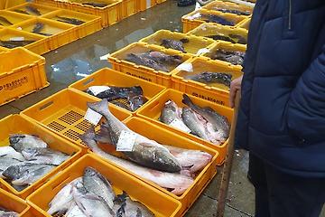 [Noryangjin Fish Market Guide] – How to prevent getting ripped off Part 3 – General Methods to choose good quality dead fish at seafood markets