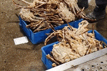 [Noryangjin Fish Market Guide] – The Midnight and Dawn Wholesale Market and Seafood Auction of Noryangjin – Tips for general customers at the Noryangjin Wholesale Market