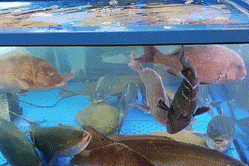 [Noryangjin Fish Market Guide] – Types of seafood product purchasable, special stores at Noryangjin Cho Jang Jib – how to eat purchased seafood at Norayngjin, Consumer Complaint Submission and penalized store list link