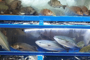 [Noryangjin Fish Market Guide] – Types of Fish and seafood that you could meet in general at the Seafood Market of South Korea – Groupers, striped horse mackerel, snow crabs and king crabs, oysters, pen shell