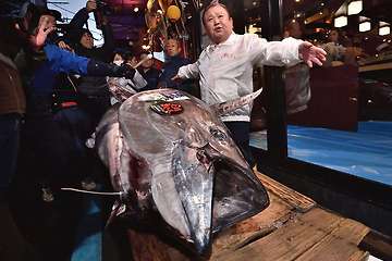 Classification of bluefin tuna by age and weight – Story of the most expensive tuna fish of the world – Ichiban maguro by Kiyoshi Kimura in 2019