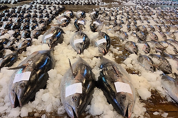 Overview of Bluefin tuna consumption, habitat, life and history of human consumption & Difference between the bluefintuna and the yellowfin tuna