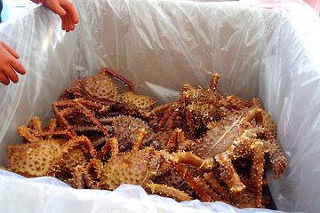 King Crab Species – Characteristics of the Golden King Crab(Brown King Crab), Spiny King Crab(hanasaki king crab)