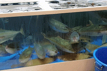 [Noryangjin Fish Market Guide] – Types of Fish that you could meet in general at the Seafood Market of South Korea – flatfish, snappers, amberjacks