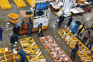[Noryangjin Fish Market Guide] – The Midnight and Dawn Wholesale Market and Seafood Auction of Noryangjin – Auction Hand Sign meanings, Profit system of the Whole Sale Marekt