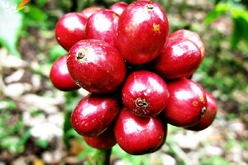 원두 커피 - 커피는 과일이다.
