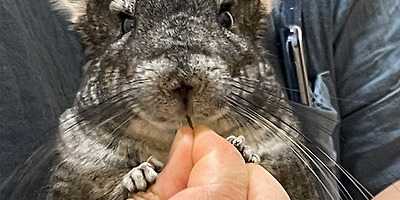 친칠라키우기：チンチラの飼育 - 드디어 모리가 내 어깨에