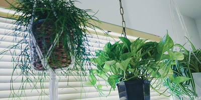 일본생활 식물키우기 - "행잉플랜트(hanging plant)" 설치 주의점,공중화분 인테리어 <エアプランツ/吊るす>