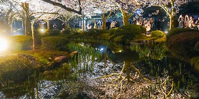 가나자와 2024년 벚꽃만개(+겐로쿠엔 라이트업)후기 총정리