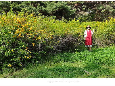 죽단화(겹황매화), 올림픽공원 산책로 노란색꽃나무