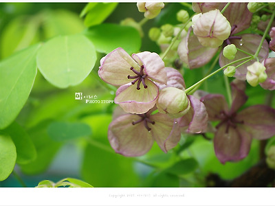 올림픽공원 으름꽃, 4월-5월 보라색 덩굴꽃나무