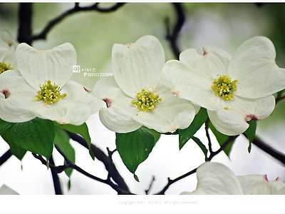 올림픽공원 서양산딸나무꽃, 4월에 피는 흰색꽃나무