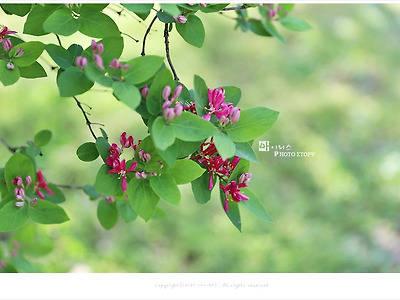 분홍괴불나무꽃, 올림픽공원 야생화학습장 4월 봄꽃나무