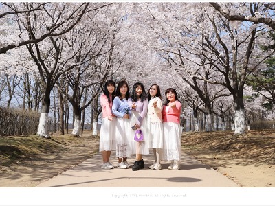 일산 호수공원 벚꽃 출사-2, 호수교 앞 벚꽃길