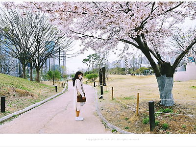 올림픽공원 소마미술관 벚꽃 인물사진 - 서연