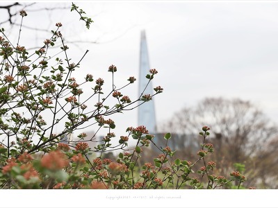 분꽃나무꽃, 올림픽공원 야생화 학습장 4월 연분홍 봄꽃나무
