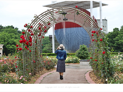 올림픽공원 장미광장, 5월의 여왕 장미꽃이 활짝