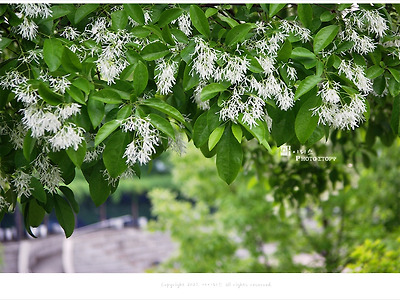 올림픽공원 이팝나무꽃, 눈처럼 하얀 5월 흰꽃나무