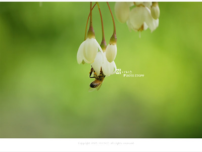 때죽나무꽃과 열매, 올림픽공원 5월 흰꽃나무