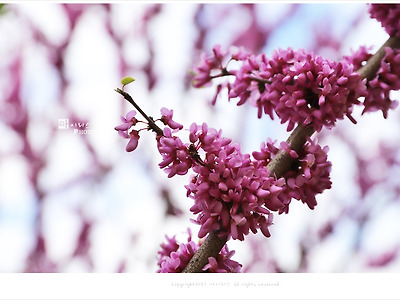 박태기나무꽃,  밥을 튀겨놓은 모양의 자주색 봄꽃나무